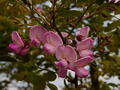 Robinia hispida IMG_0799 Robinia szczeciniasta